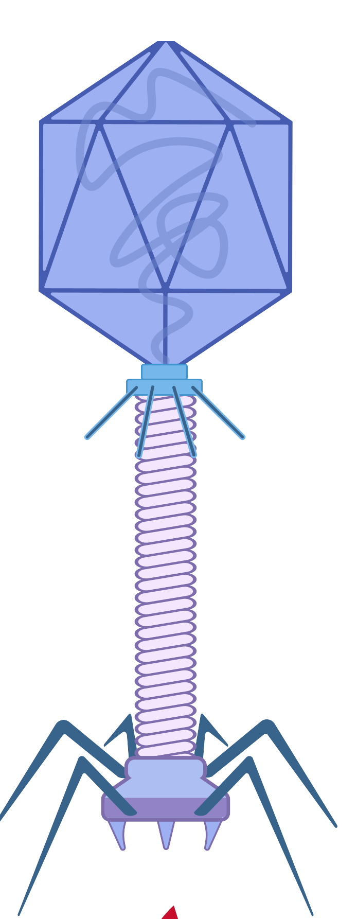 細胞相關素材(圖21)