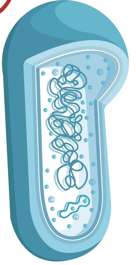 細胞相關素材(圖5)