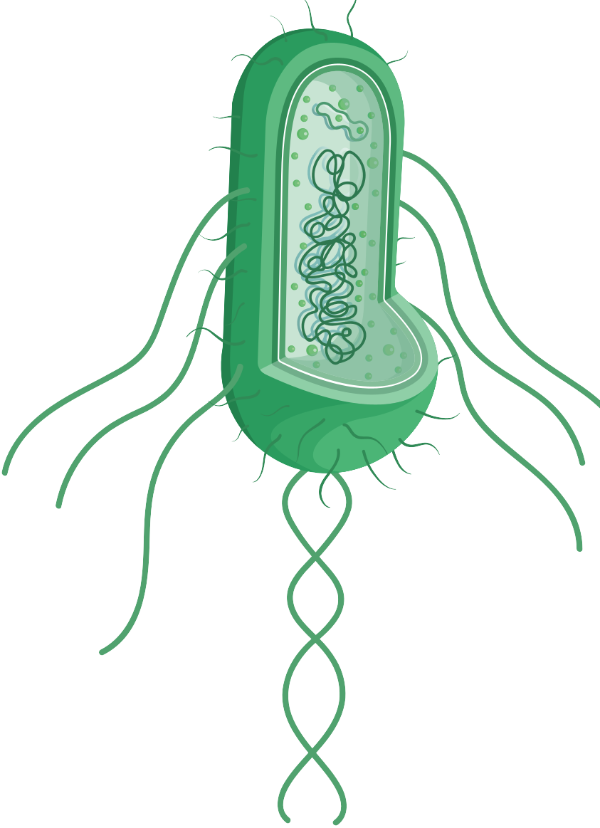 細胞相關素材(圖14)