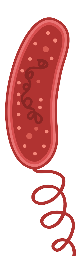 細胞相關素材(圖6)