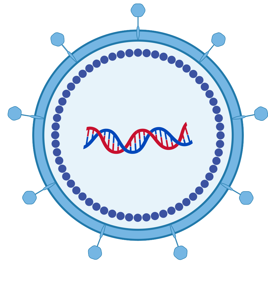 細胞相關素材(圖12)