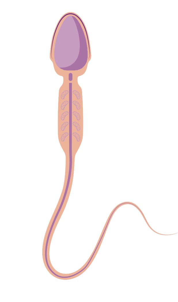 細胞相關素材(圖39)