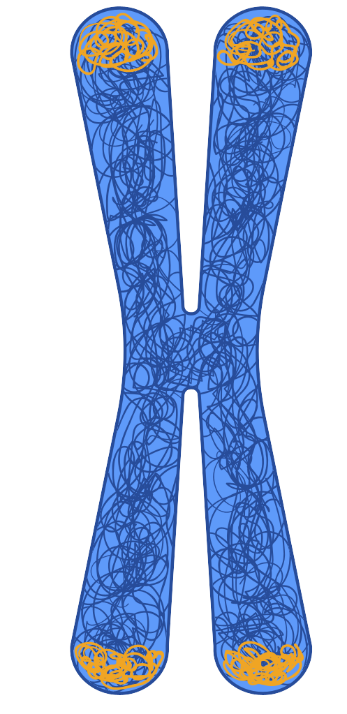 細胞相關素材(圖32)