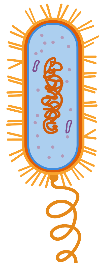 細胞相關素材(圖10)