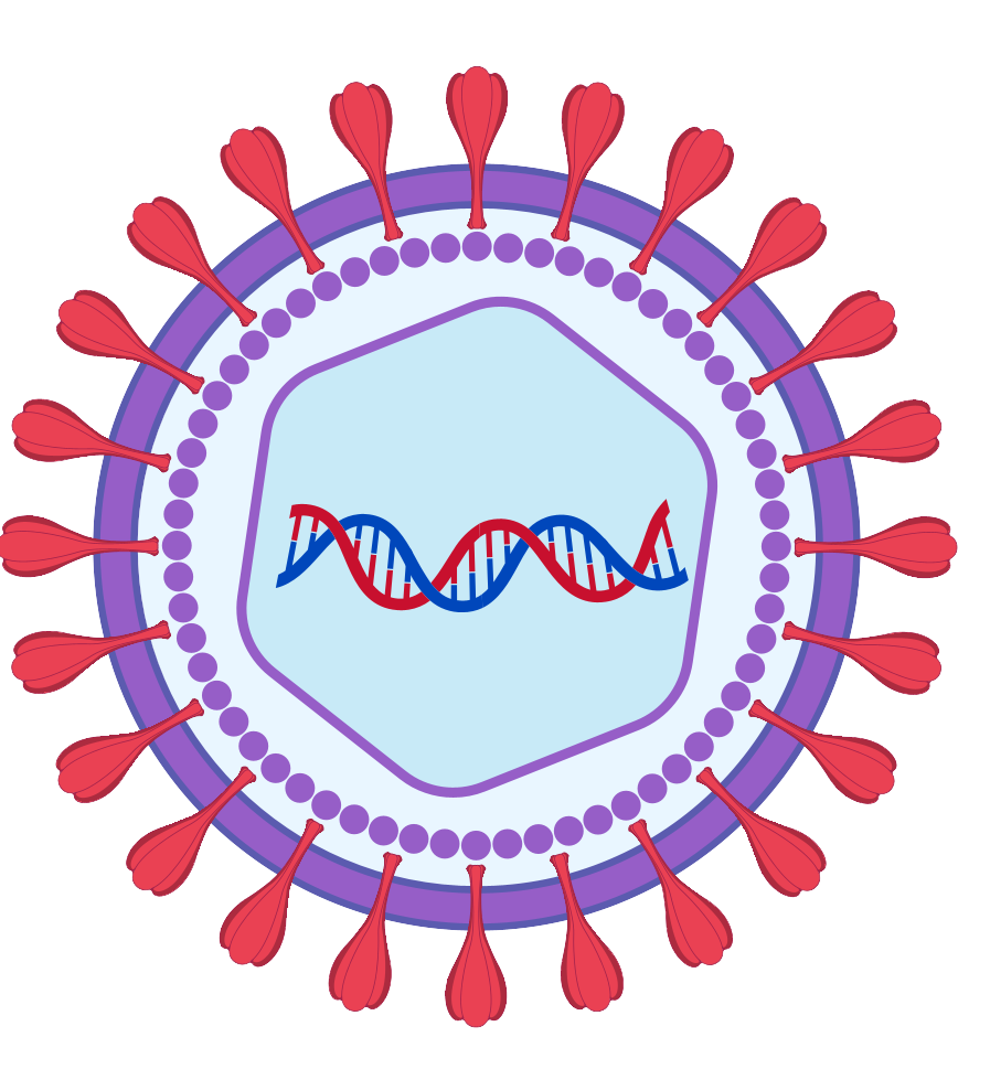 細胞相關素材(圖15)