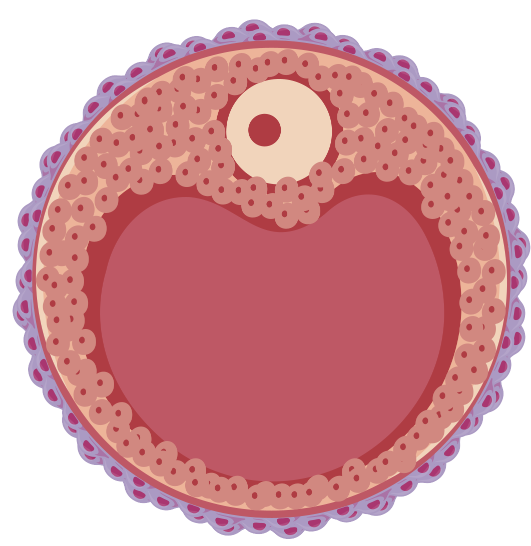 細胞相關素材(圖44)