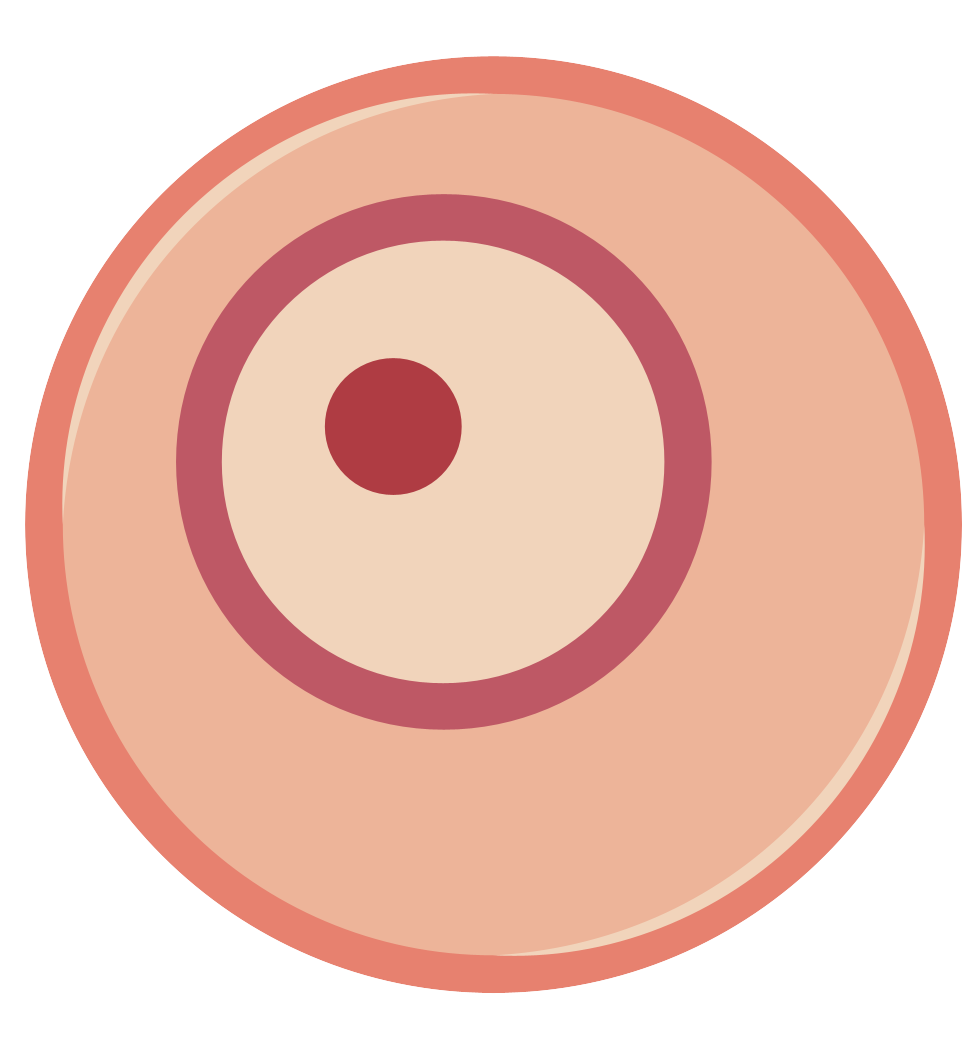 細胞相關素材(圖45)