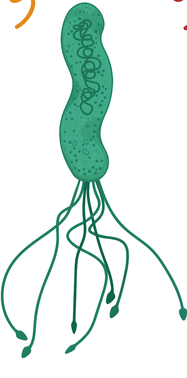 細胞相關素材(圖9)