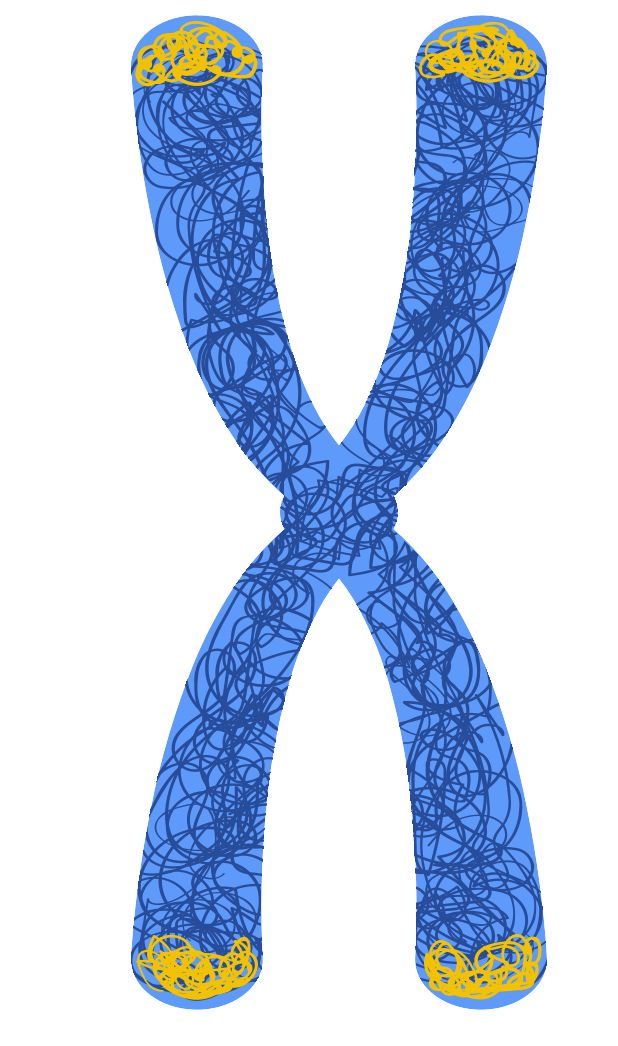 細胞相關素材(圖34)