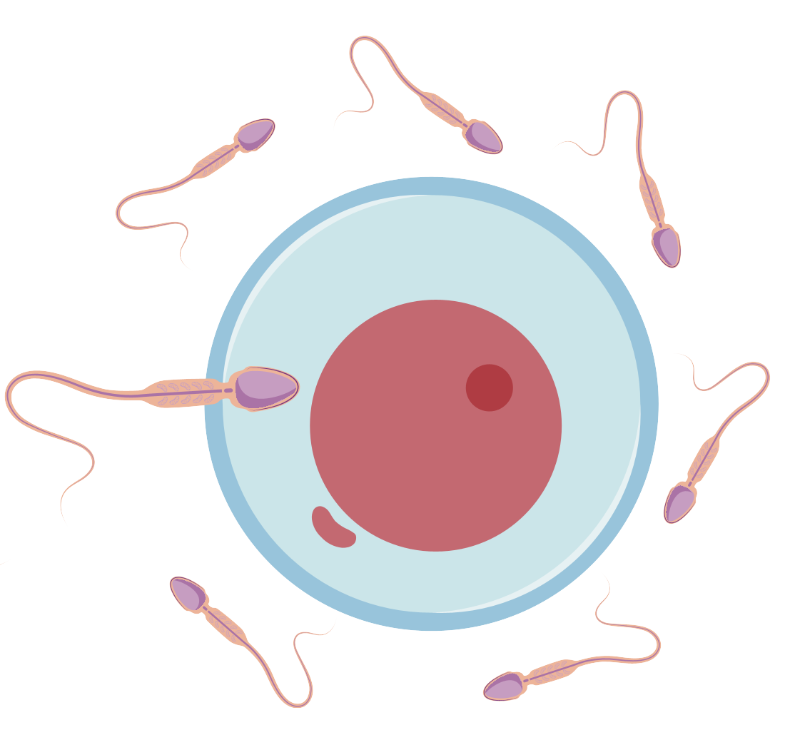 細胞相關素材(圖37)